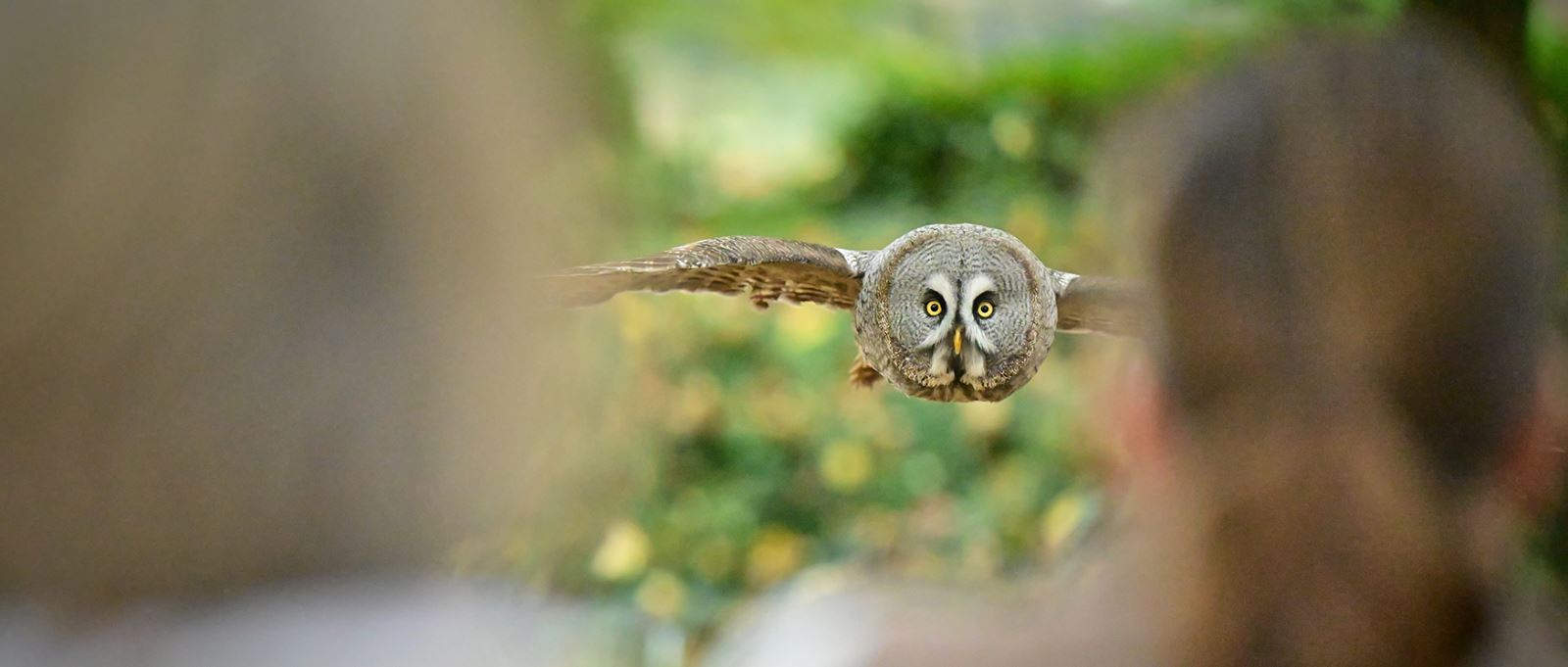 Owl at the Hawk Conservancy Trust, Hampshire